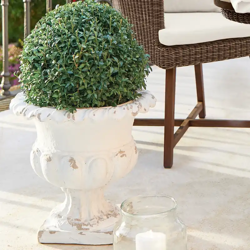Amphore Arnould Begrenztes Angebot