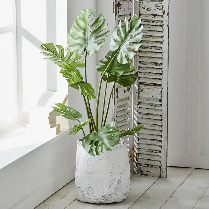 Dekopflanze Monstera Jetzt Bestellen