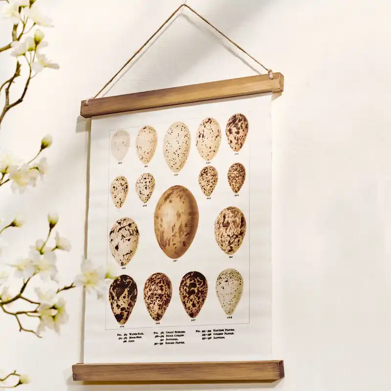 Bild Taibor Begrenztes Angebot