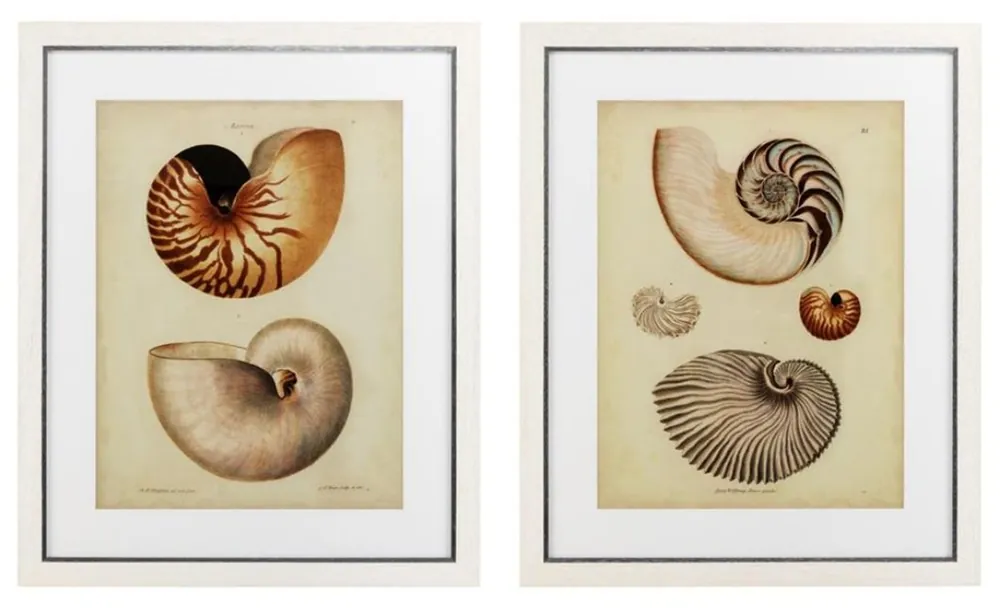 Jetzt Bestellen Casa Padrino Bilder / Kunstdruck Set Antiker Schneckenhäuser Mehrfarbig 68 x H. 83 cm - Luxus Deko
