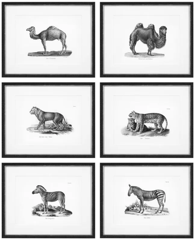 Angebot Casa Padrino Bilder 6er Set Historische Tiere Schwarz / Weiß 53,5 x H. 43,5 - Luxus Kunstdrucke mit Holzrahmen